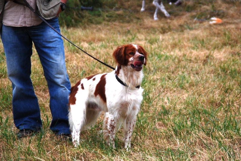 Duke du lys de l'aussonelle